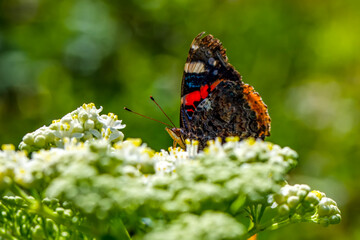 Macro shots, Beautiful nature scene. Closeup beautiful butterfly sitting on the flower in a summer garden.