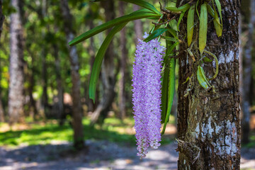 Rhynchostylis gigantea(Lindl.)Ridl., Beautiful rare wild orchids in tropical forest of Thailand.