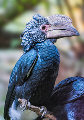 Silvery-cheeked hornbill sitting on a tree branch in a forest with blurred background