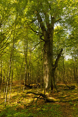 beautiful forest near Krutyń in Poland
