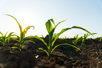 Young corn grows in an organic field. Cultivation of corn. Beautiful image of corn