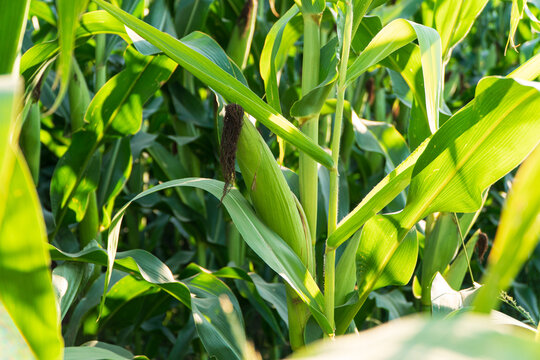Fresh green corn cob in an organic corn field. Corn cob in a corn plantation