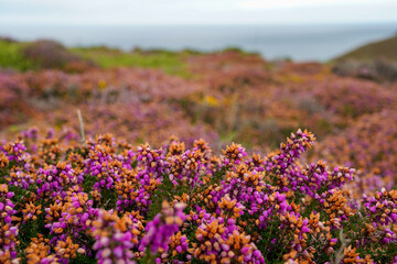 purple and orange flower field