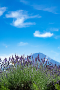 Lavender and Fuji(ラベンダーと富士山)