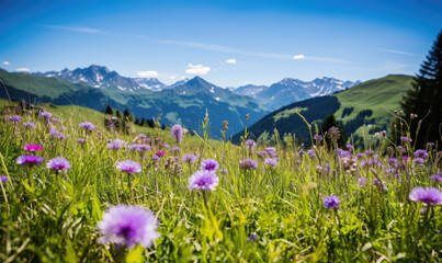 Fototapeta premium Vast alpine meadow dotted with vibrant wildflowers, with majestic snow-capped mountains in the backdrop.
