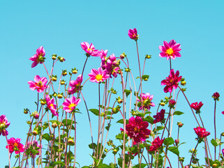 Pink flowers. Pink dahlias. Autumn landscape. Beautiful fuchsia pink daisy flower on blue sky...