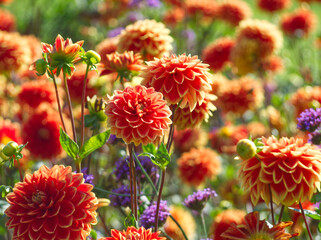 Dahlia flowers. Beautiful orange flowers in full bloom on green leaves background. Autumn chrysanthemum. Flowers meadow with soft bokeh. Autumn landscape.	Orange dahlias. Orange aesthetic. Fall bloom.