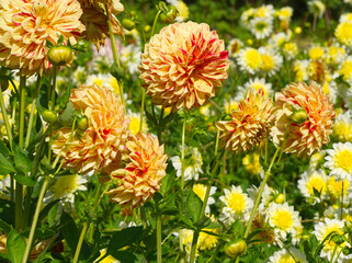 Dahlia flowers. Beautiful orange flowers in full bloom on green leaves background. Autumn chrysanthemum. Flowers meadow with soft bokeh. Autumn landscape.	Orange dahlias. Orange aesthetic. Fall bloom.