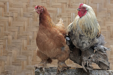 A pair of Brahma chickens are resting on a rock covered with moss. This chicken with a large and...