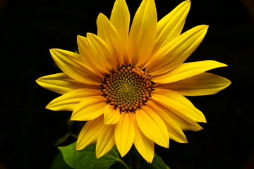 sunflower in the dark