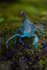 SCORPIONS FLUORESCE when exposed to ultraviolet (UV) rays, producing a bright blue -green light...