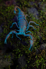 SCORPIONS FLUORESCE when exposed to ultraviolet (UV) rays, producing a bright blue -green light...