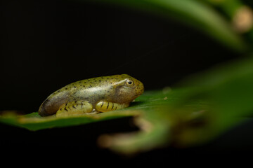 Juvenile Malabar gliding frog resting on a green leaf in its natural habitat. Young amphibian displaying early development stages and camouflage behavior, highlighting tropical rainforest biodiversity © Anand R J