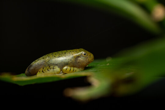 Juvenile Malabar gliding frog resting on a green leaf in its natural habitat. Young amphibian displaying early development stages and camouflage behavior, highlighting tropical rainforest biodiversity