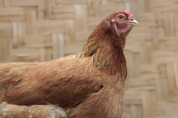 An adult female Brahma chicken is perched on a rotten tree trunk. This large and heavy body chicken...