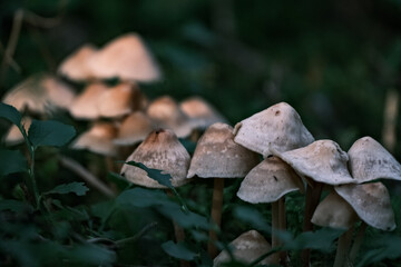 Probably Inocybe maculata and known in the vernacular as the frosty fibrecap. Or other Inocybe sp.