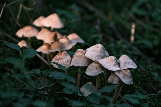 Probably Inocybe maculata and known in the vernacular as the frosty fibrecap. Or other Inocybe sp.