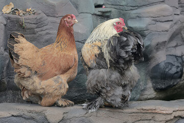 A pair of Brahma chickens are looking for food on the edge of a small pond. This chicken with a...