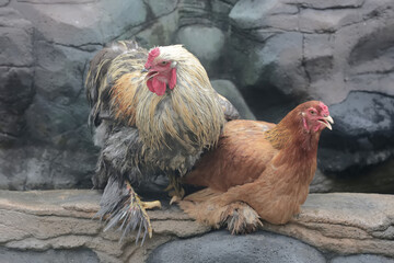 A pair of Brahma chickens are looking for food on the edge of a small pond. This chicken with a...