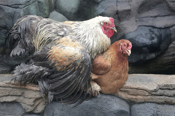 A pair of Brahma chickens are looking for food on the edge of a small pond. This chicken with a...