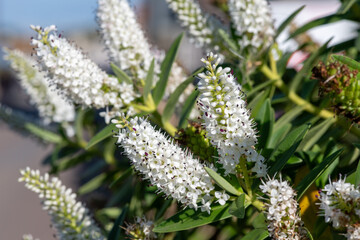 Close up of white hebe flowers in bloom