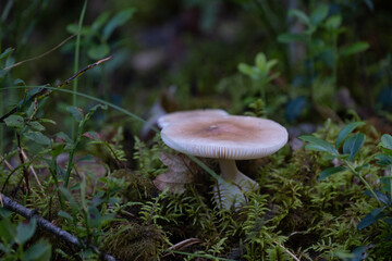 Amanita porphyria, also known as the grey veiled amanita or the porphyry amanita