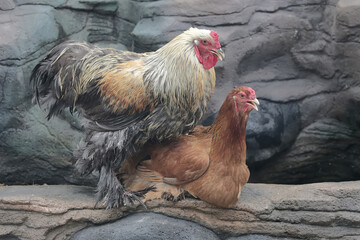 A pair of Brahma chickens are looking for food on the edge of a small pond. This chicken with a...
