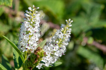 Close up of white hebe flowers in bloom