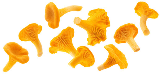 Falling Chanterelle mushrooms isolated on white background