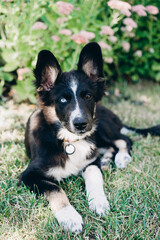 Heterochromia black and white mixed breed dog portrait. Active playing border collie puppy.