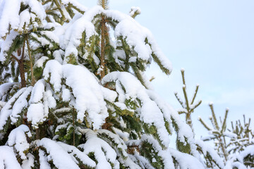 a large pine tree under the snow, after a heavy snowfall