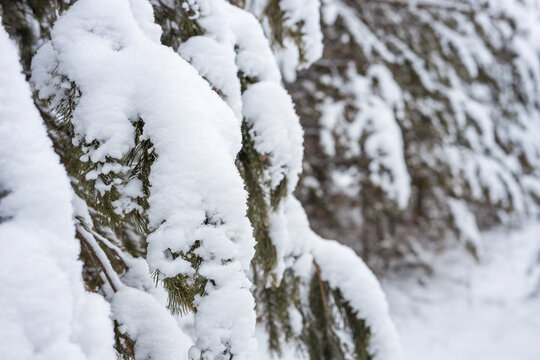 pine branches covered with snow, fresh snow fallen on the trees