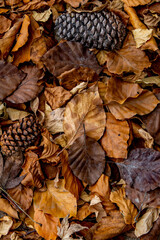 Autumn leaves background. Orange and brown colours of fall. copy space, portrait orientation.