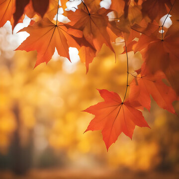 Falling autumn maple leaves natural background .Colorful foliage stock photo, Fall background with orange and red falling autumn, Beautiful Autumn themed background, Colorful blurred autumn background