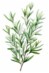 Rosemary sprig isolated on a white background