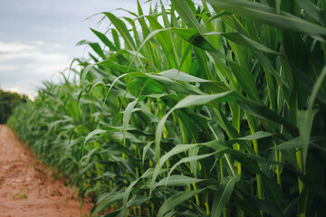 The concept of an agricultural farm, with abundant corn leaves, is a beautiful scenery at sunset on the farm.	