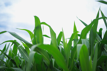 The concept of an agricultural farm, with abundant corn leaves, is a beautiful scenery at sunset on the farm.	