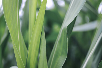 The concept of an agricultural farm, with abundant corn leaves, is a beautiful scenery at sunset on the farm.	