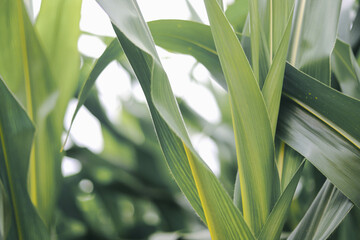 Obraz premium The concept of an agricultural farm, with abundant corn leaves, is a beautiful scenery at sunset on the farm. 