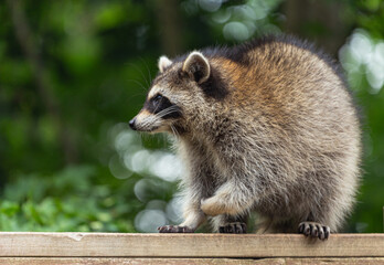 Closeup of raccoon on railing.