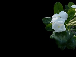 Fototapeta na wymiar Beautiful white Catharanthus roseus isolated on black background. Also known as Cape Periwinkle, Graveyard plant, spinster, annual vinca multiflora, Apocynaceae flowering plant, medicinal herb.