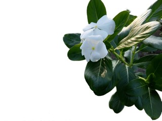 Beautiful white Catharanthus roseus isolated on white background. Also known as Cape Periwinkle, Graveyard plant, spinster, annual vinca multiflora, Apocynaceae flowering plant, medicinal herb.