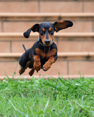 Cute adult dachshund or wiener dog hopping on the grass outdoors. Happy and healthy badger or...