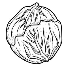 illustration of a sketch of a cabbage line
