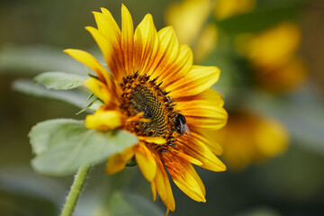 bee on a sunflower