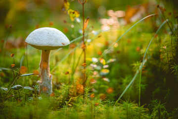 A white mushroom standing alone in the forest on the forest floor. Moss on the ground. Autumn day looking for mushrooms.