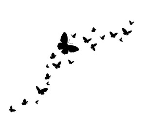 butterflies on white