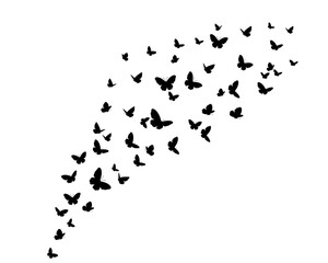 flock of butterfly 