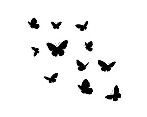 flock of butterfly 