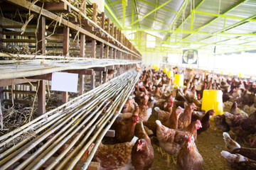 Brown Hen in organic henhouse farm close up of white board space for your name and blur background